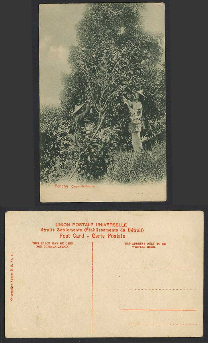 Penang Old Postcard Clove Plantation Native Malay Workers Harvesting with Basket