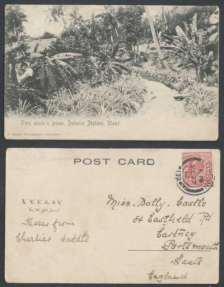 Seychelles 1912 Old UB Postcard MAHE Botanic Station Pine Apple's Grove Victoria