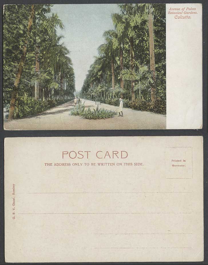 India Old Colour UB Postcard Calcutta Avenue of Palms Botanical Gardens Botanic