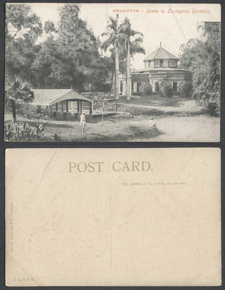 India Old Postcard Calcutta Zoo Scene in Zoological Gardens Palm Trees and a Man