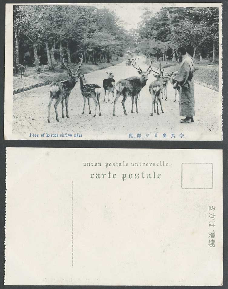 Japan Old Postcard A Japanese Man Stag Deer of Kasuga Shrine Temple Nara Animals