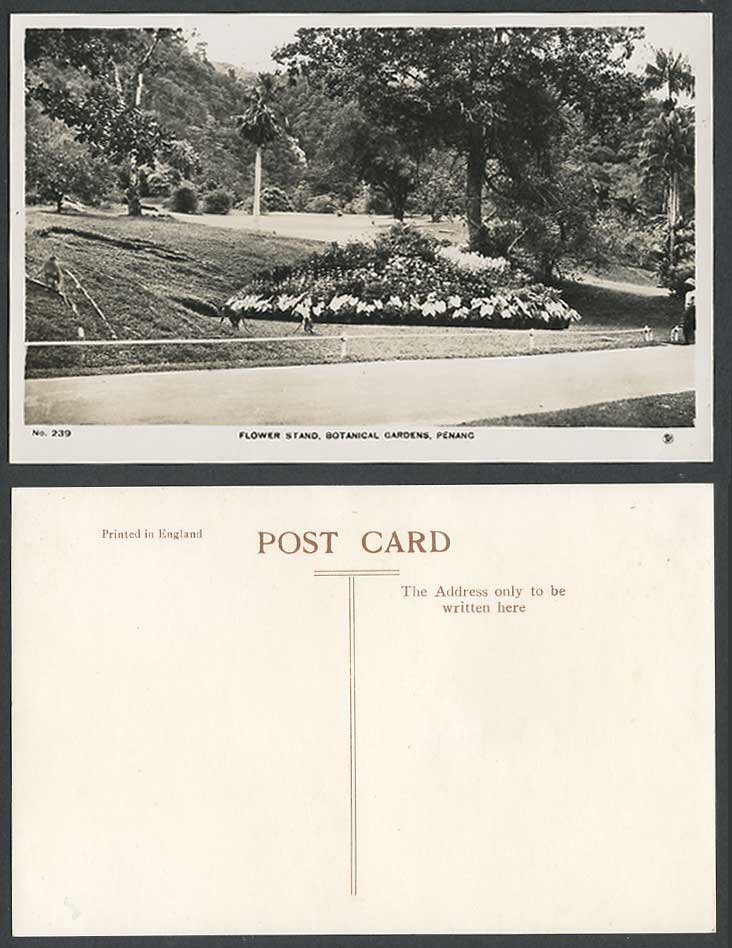 Penang Old Real Photo Postcard Flower Stand Botanical Gardens Botanic Garden 239