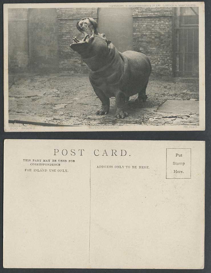 Hippopotamus Hippo. Mouth Wide Open Old Postcard Animals Zoo Series No. 5195