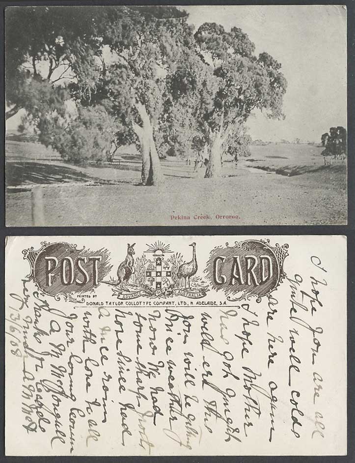 South Australia 1908 Old Postcard Pekina Creek, Orroroo, Trees, Hills & Panorama