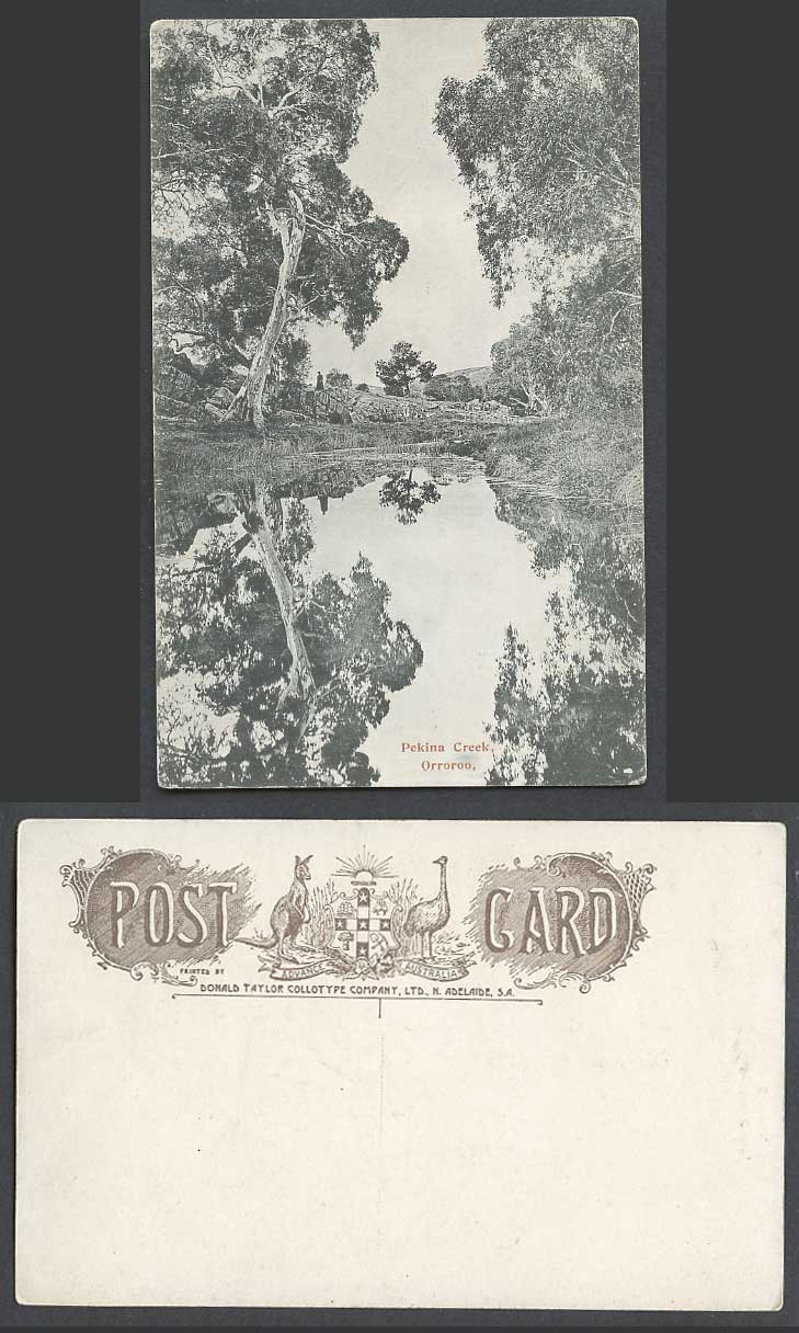 South Australia Old Postcard Pekina Creek, Orroroo, Reflection of Trees in River