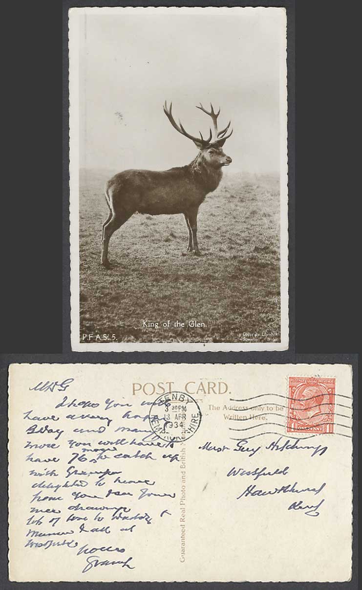 Stag, King of The Glen Deer Antlers Animal Tenby 1d 1934 Old Real Photo Postcard