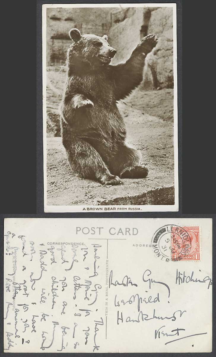 A BROWN BEAR from RUSSIA Russian Zoo Animals KG5 1d 1931 Old Real Photo Postcard