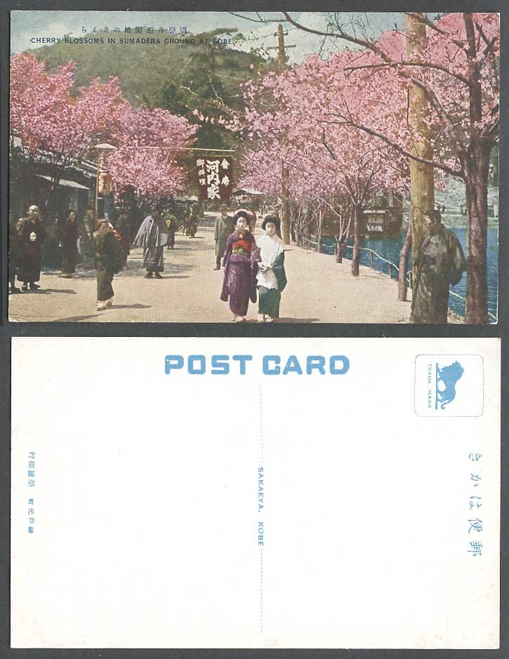 Japan Old Postcard Cherry Blossoms Sumadera Ground Kobe, Geisha Girls Women Lady
