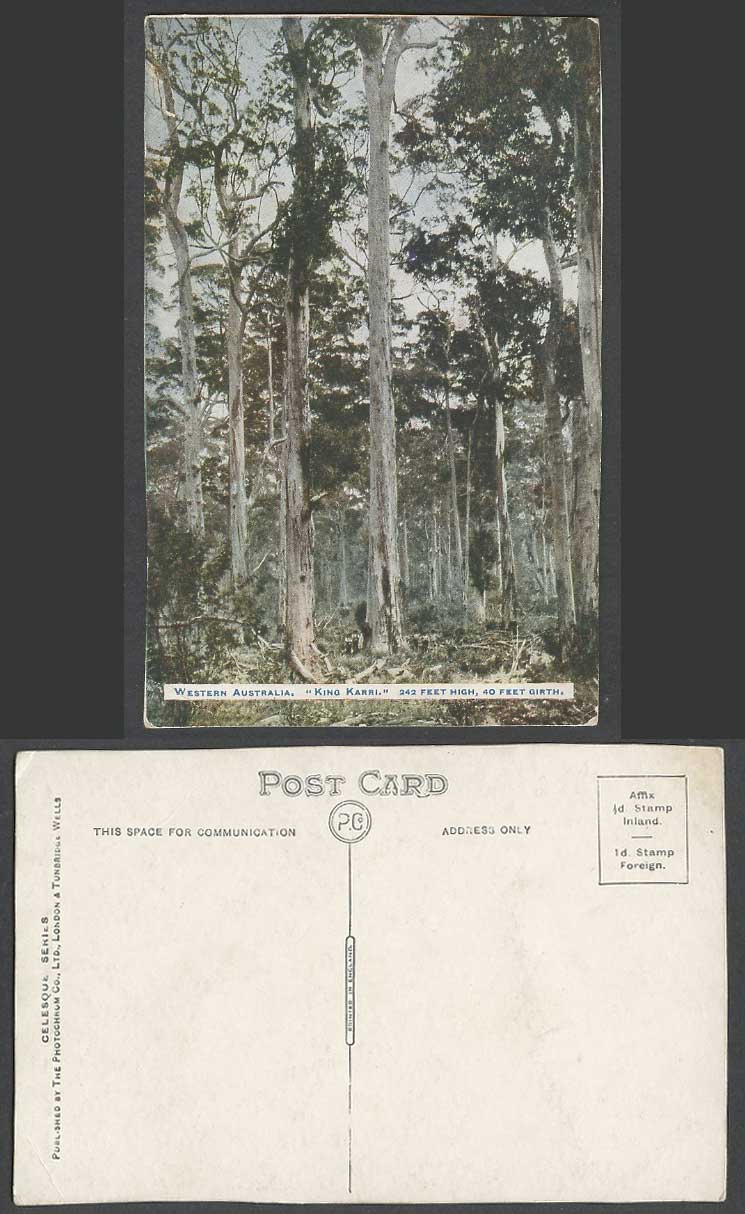 Western Australia Old Postcard King Karri, 242 feet High, 40 Feet Girth Trees WA