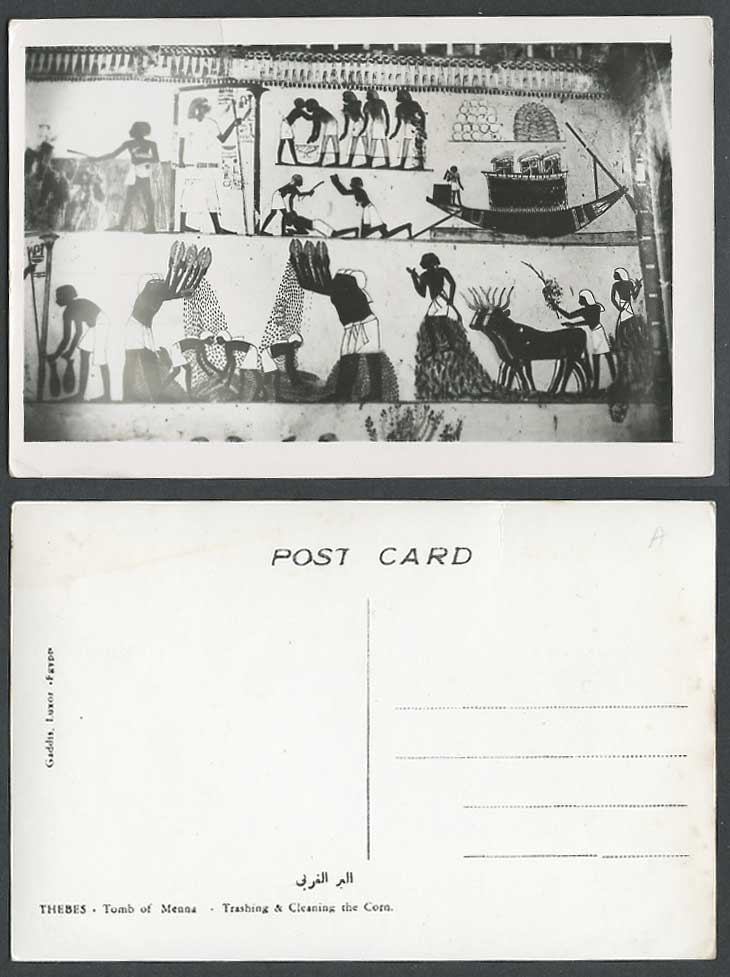 Egypt Old Real Photo Postcard Thebes Tomb of Menna Trashing Cleaning Corn Cattle