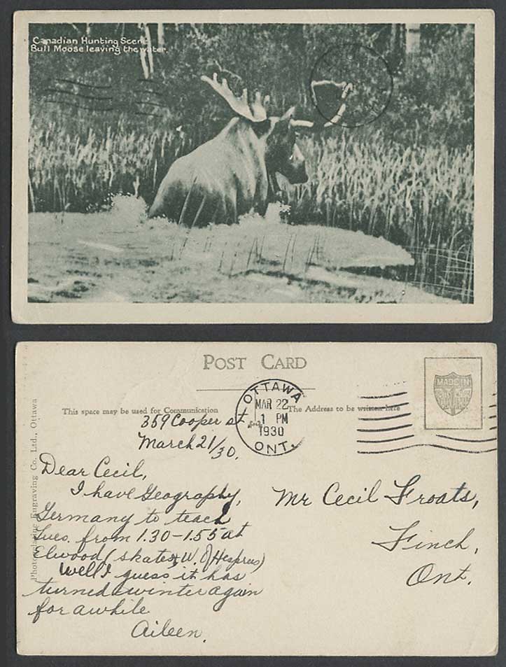 Bull Moose Leaving The Water Animal Canadian Hunting Scene 1930 Old Postcard Elk