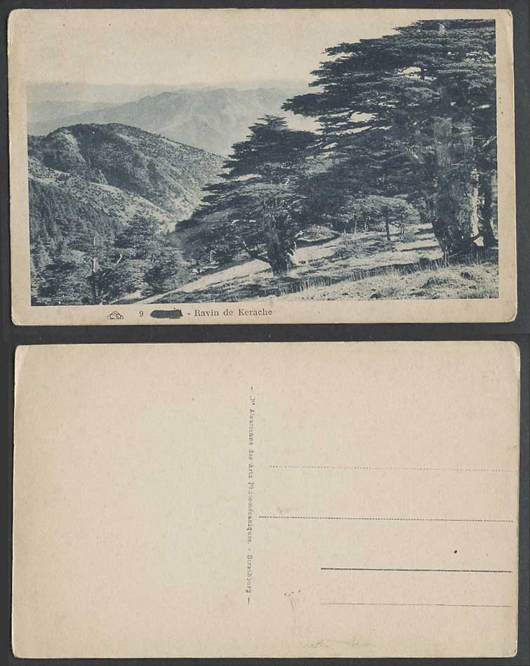 Algeria Old Postcard BLIDA Ravin de Kerache Mountains Hills Trees Panorama CAP 9