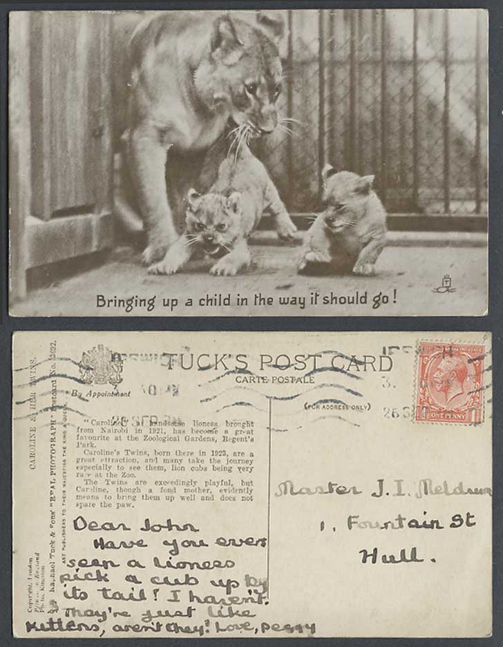 Lions Caroline & Her Twins, Bringing Up a Child in Way it Should Go Old Postcard