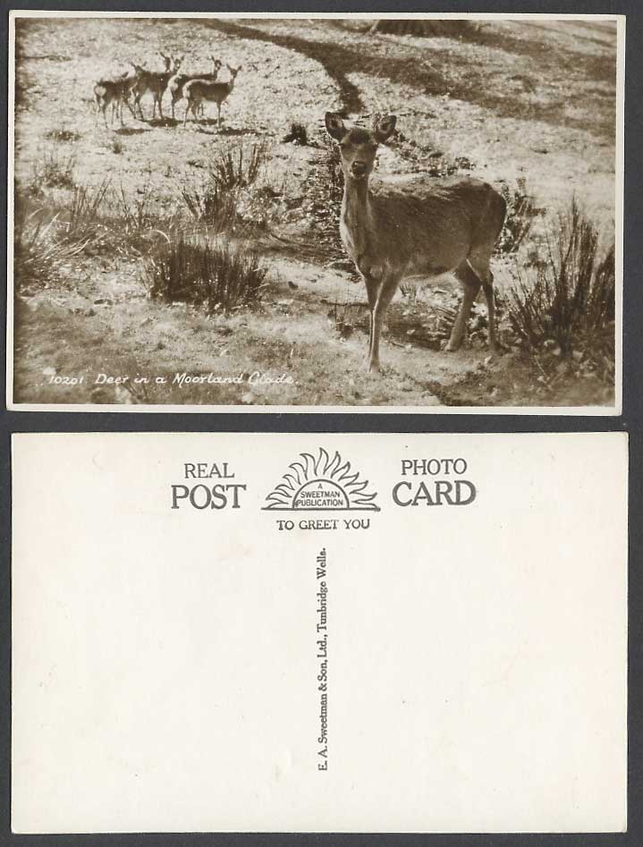 Deer in a Moorland Glade Animals Old Real Photo Postcard E A Sweetman & Sons Ltd