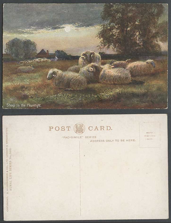 Sheep in Moonlight Full Moon Night, Rural Life Series, Artist Drawn Old Postcard