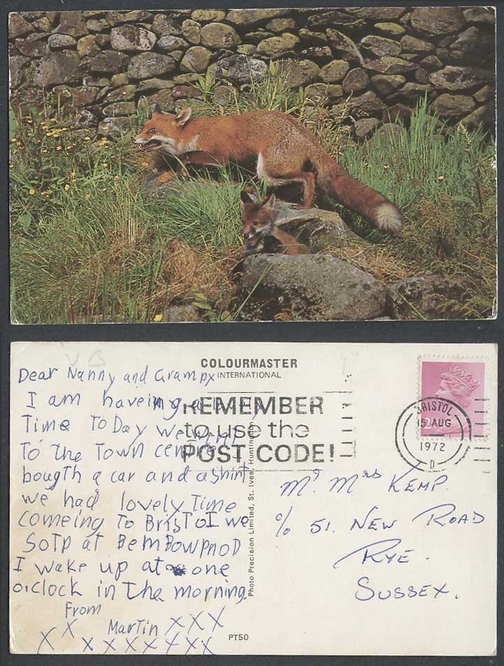 Red Fox Foxes Vixen Pup Cub 1972 Color Postcard Animal Remember to Use Post Code