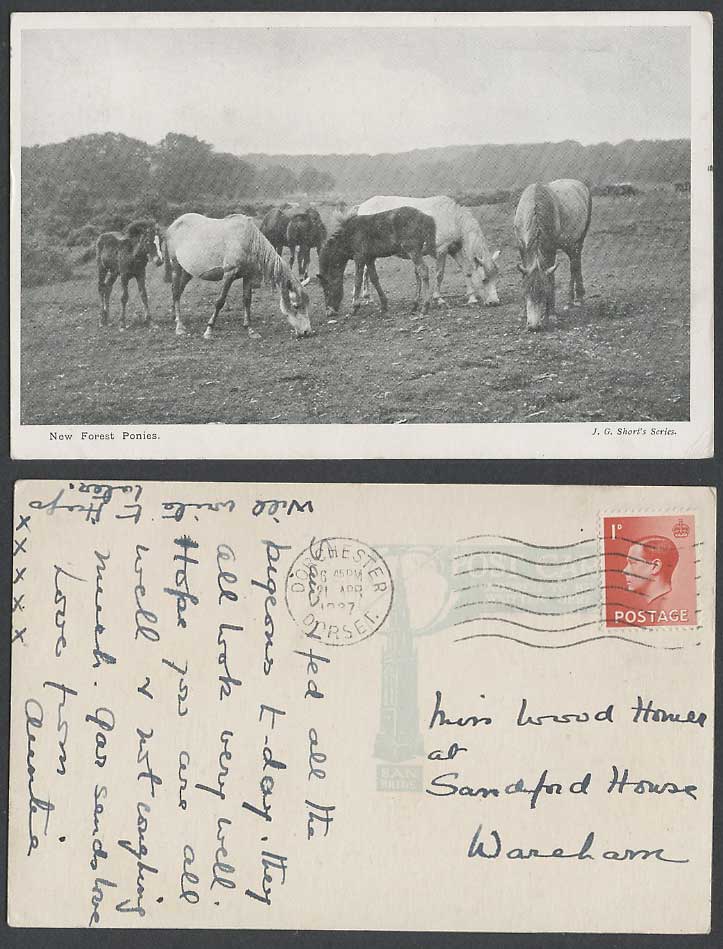 New Forest Ponies Horses KE8 1d 1937 Old Postcard Horse Pony J.G. Short's Series