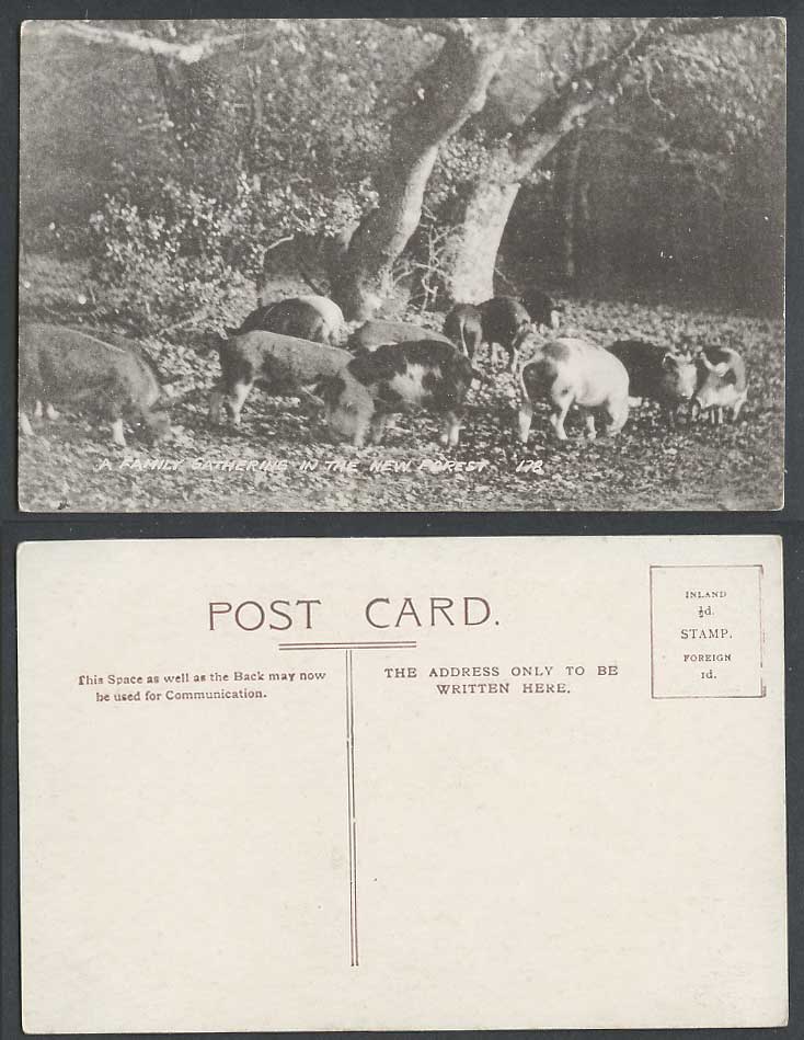 Wild Boar Boars A Family Gathering in New Forest Hampshire Pig Pigs Old Postcard