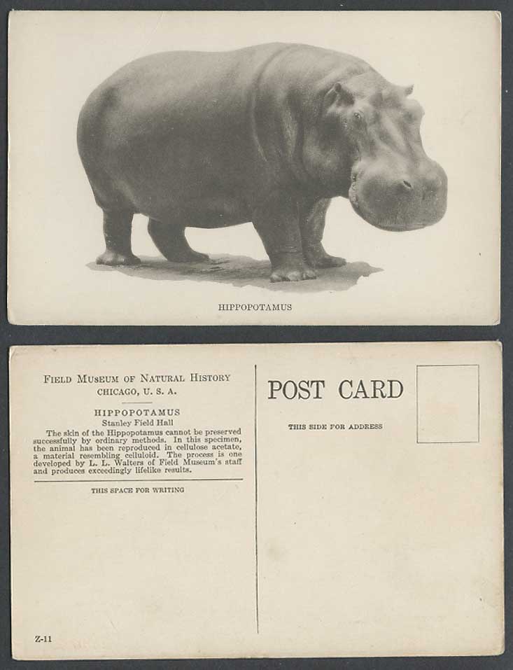 Hippopotamus Hippo Old Postcard Stanley Field Hall Museum of Natural History USA
