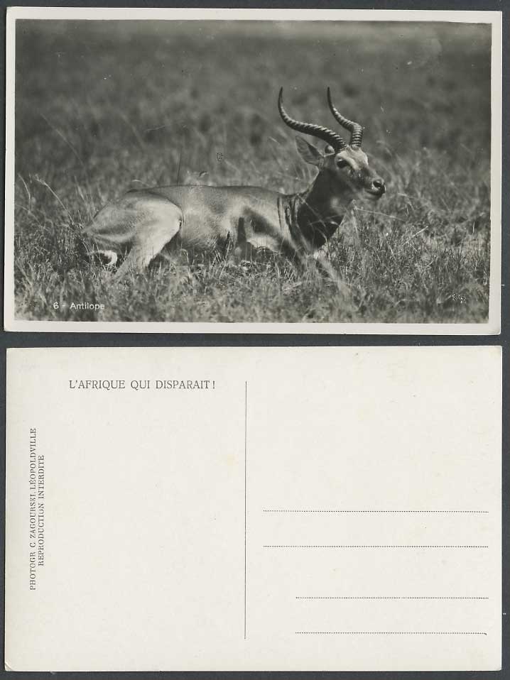 Beautiful Antilope African Antelope Horns Antlers Africa Old Real Photo Postcard