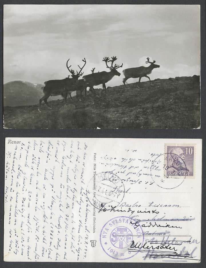 Sweden Renar Reindeers 1944 Old RP Postcard Reindeer Stag Deer, Nya Sylstationen