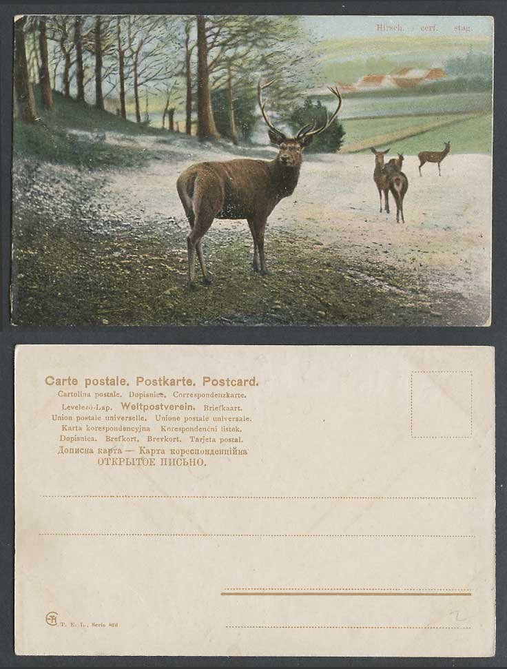 Hirsch Cerf. Stag with Horns Antlers Deer Animals in Wild Old Colour UB Postcard