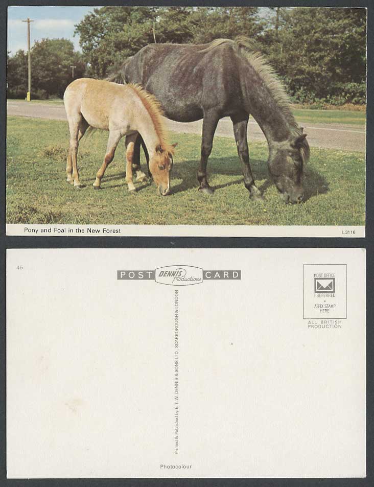 Pony and Foal in New Forest, Hampshire, Horse Horses Ponies Animals Old Postcard
