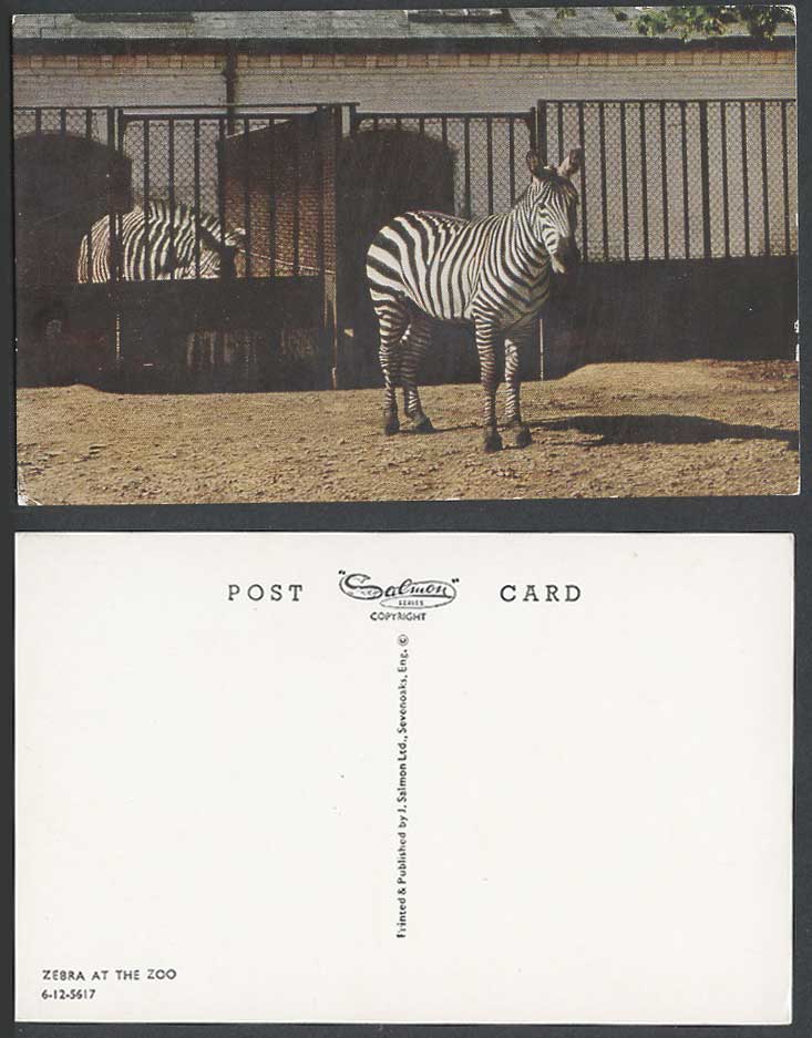 Zebras, Zebra at the Zoo Animals Old Colour Postcard J. Salmon Ltd. 6-12-5617