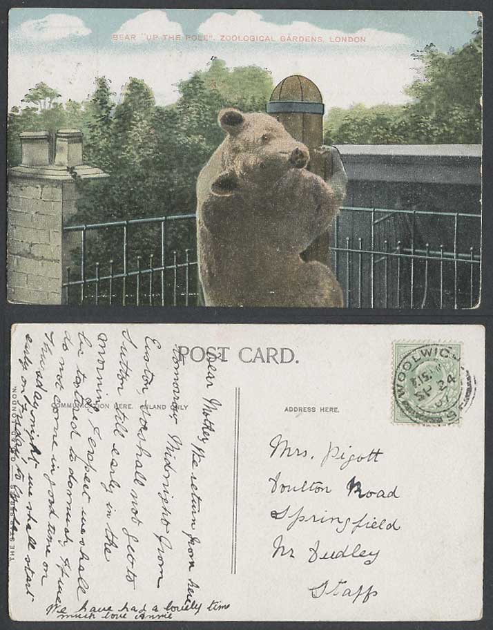 BEAR Up The Pole at London Zoological Gardens 1906 Old Color Postcard Zoo Animal