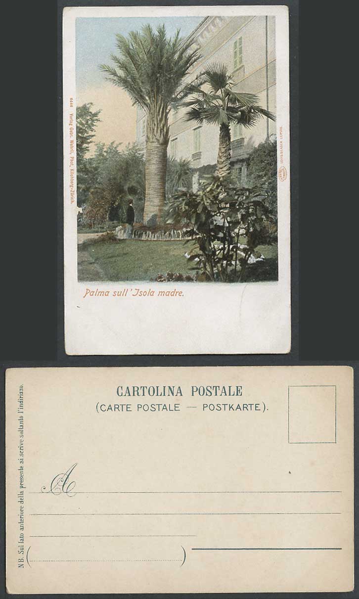 Italy Old Colour Postcard Palma sull Isola Madre Palm Trees Alpine Lake Maggiore