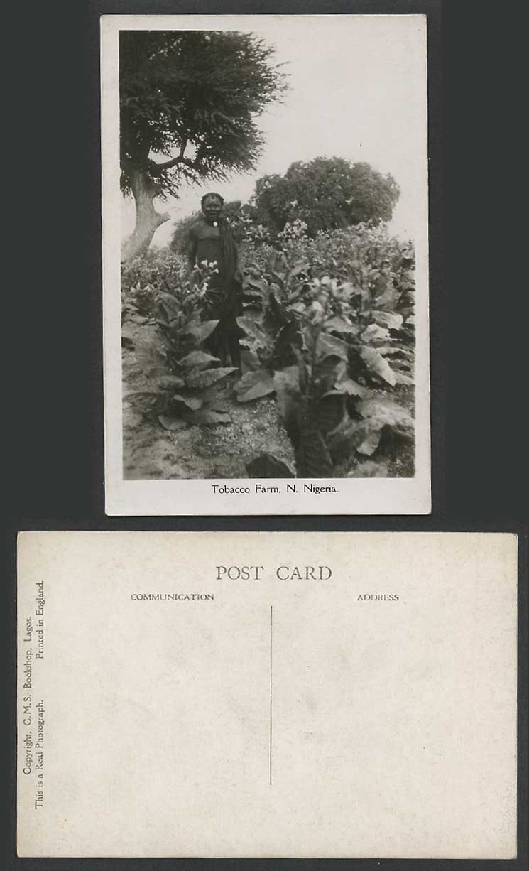 Nigeria Old Real Photo Postcard Tobacco Farm N. Nigeria Native Black Farmer Tree