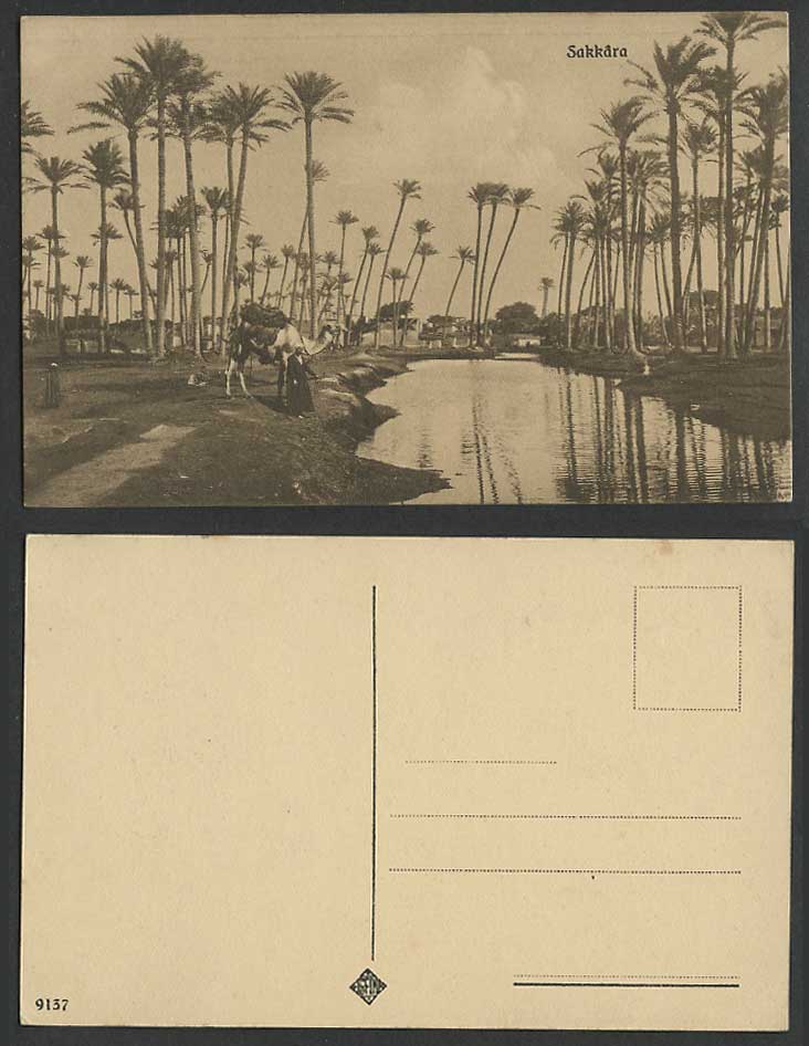 Egypt Old Postcard SAQQARA Sakkara, Native Man & Camel by River Scene Palm Trees