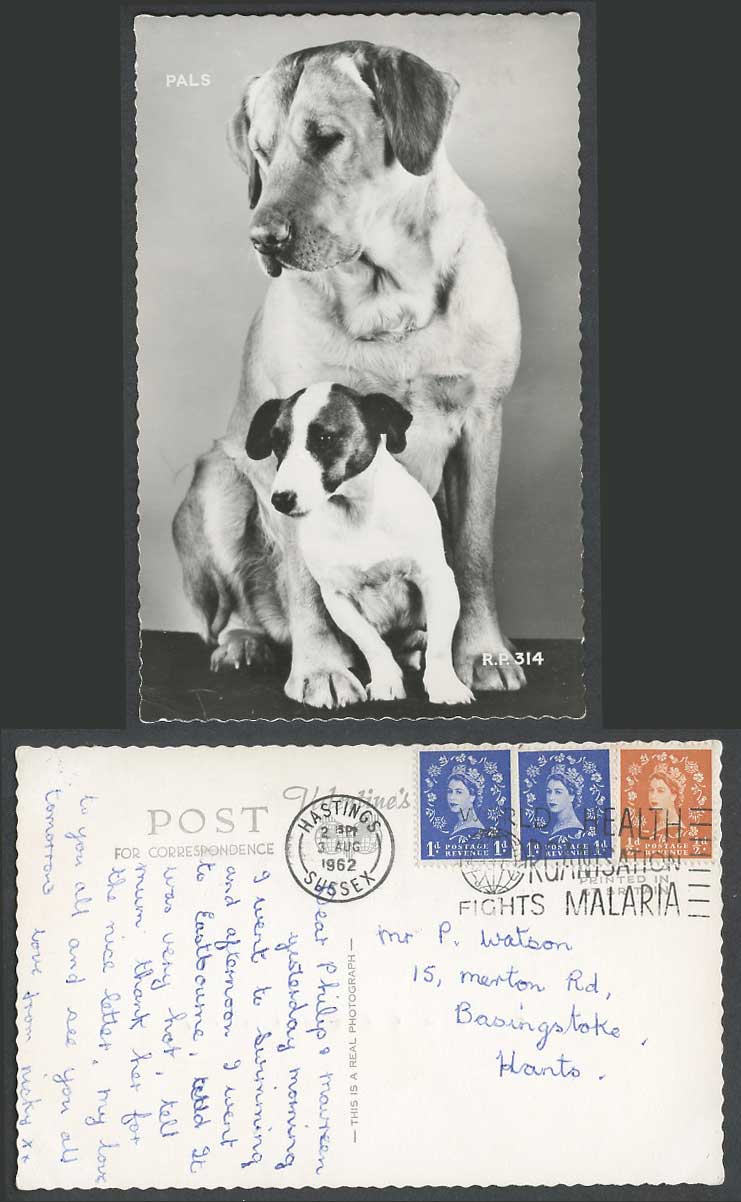 Golden Retriever Dog Hunting Puppy PALS 1962 Old Real Photo Postcard WHO MALARIA