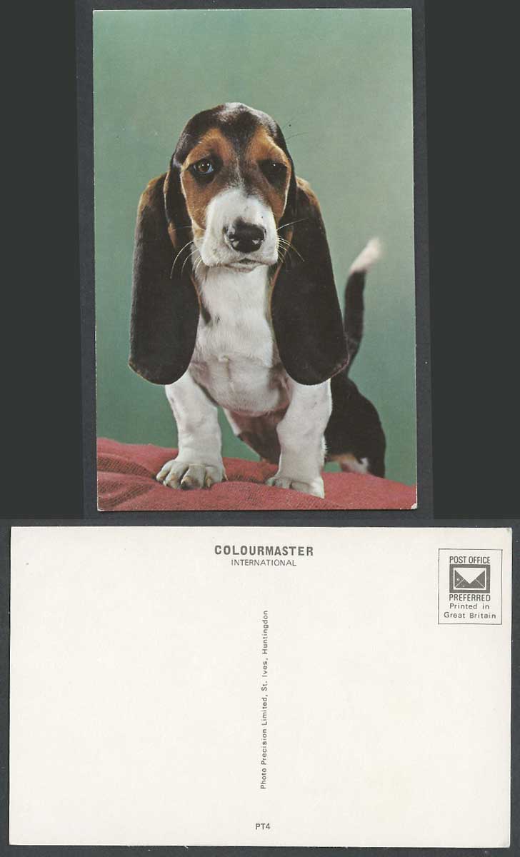 Basset Hound Dog Puppy Pet Animal Old Colour Postcard by Photo Precision Limited
