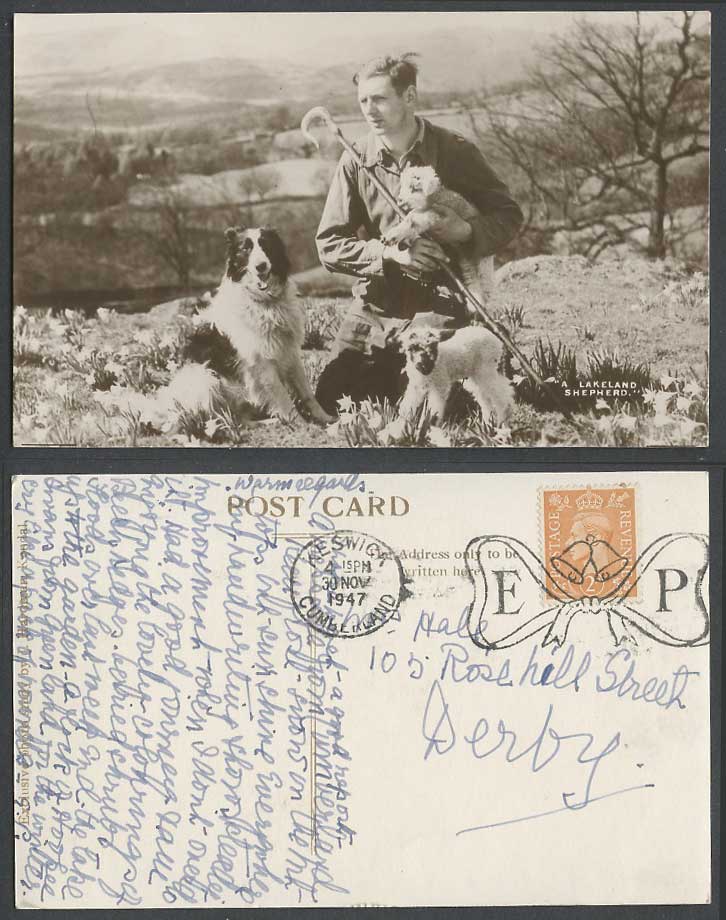 Collie Dog Puppy Dogs Puppies & A Lakeland Shepherd 1947 Old Real Photo Postcard