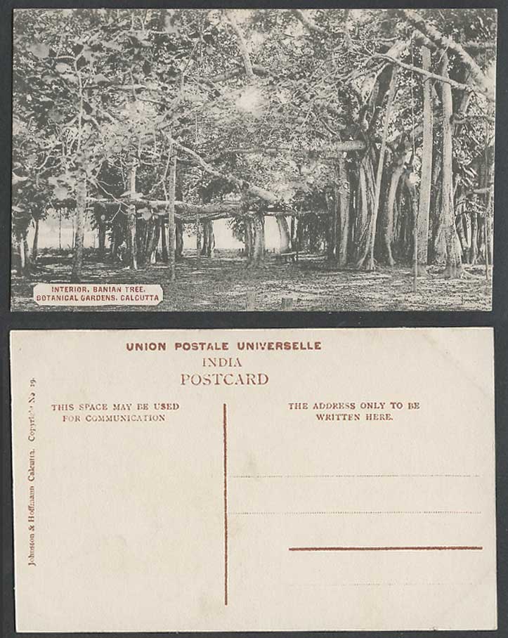 India Old Postcard Botanical Gardens Calcutta Banian Tree Interior Botanic Gdns.
