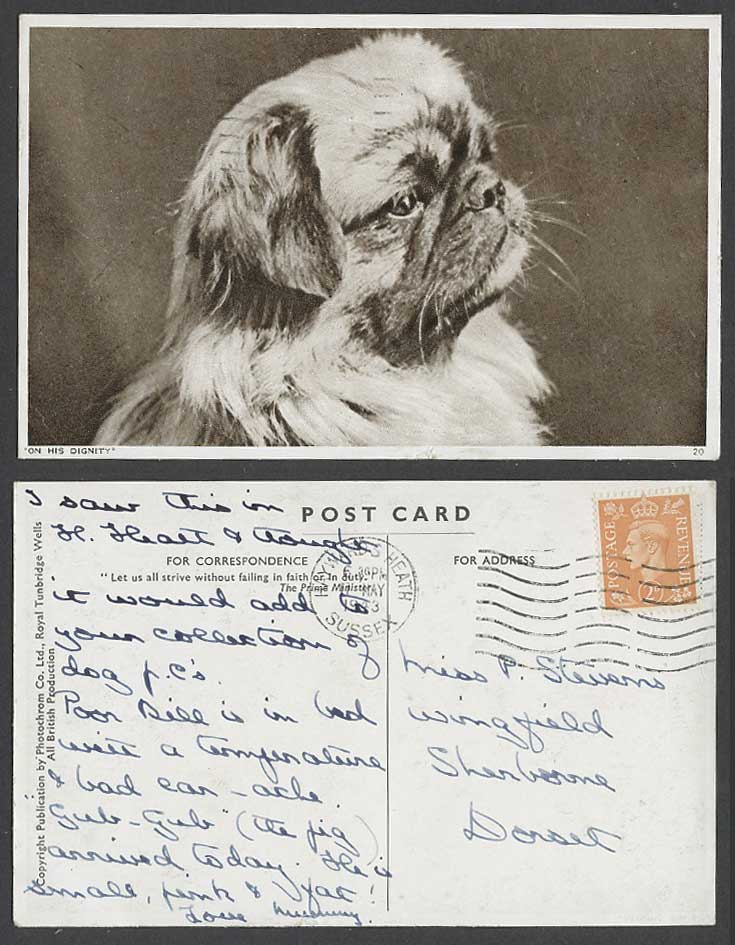 Pekinese Pekingese Dog Puppy On His Dignity Pet Animal 2d. 1943 Old Postcard WW2