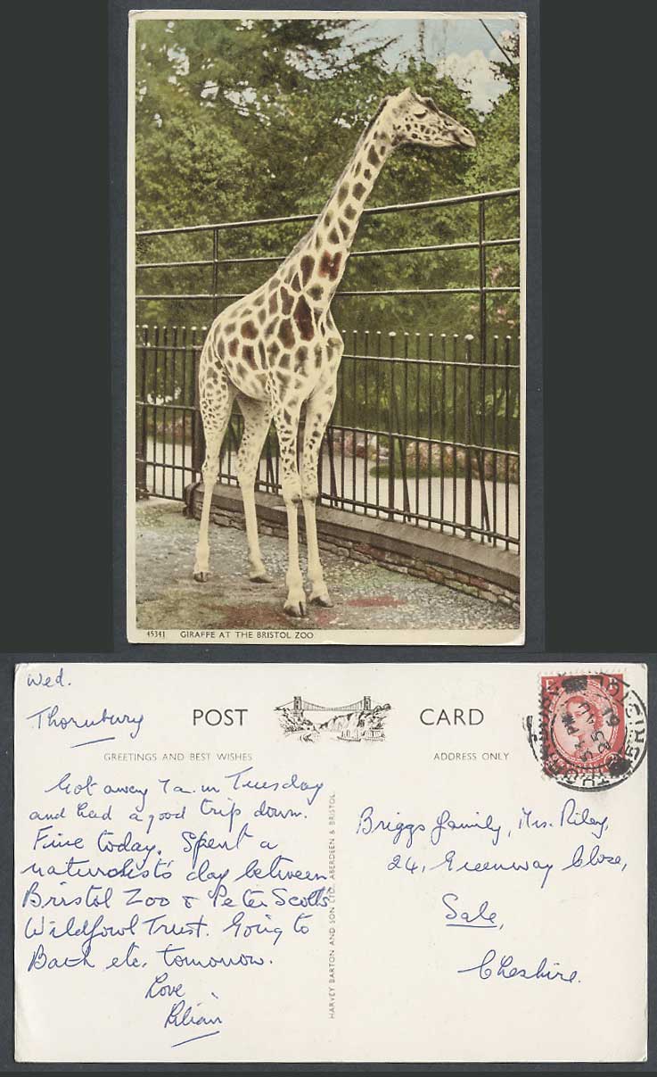 Giraffe at Bristol Zoo Animal 1961 Old Colour Postcard Harvey Barton and Son Ltd