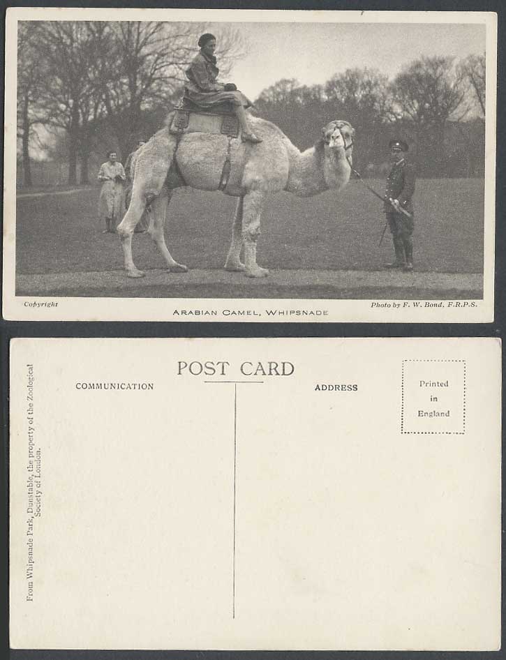 Arabian Camel Rider Whipsnade Park Zoo Keeper Animals, by F.W. Bond Old Postcard