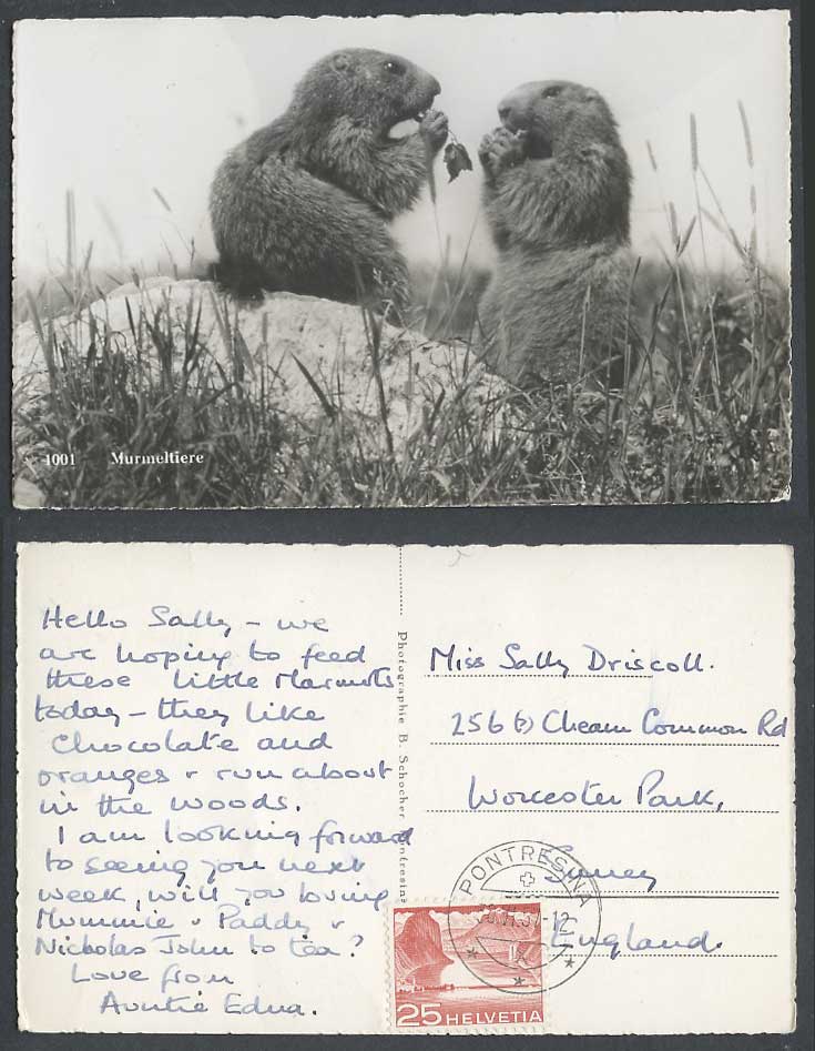 Murmeltiere Marmots Groundhog Eating Swiss 25c 1957 Old Real Photo Postcard