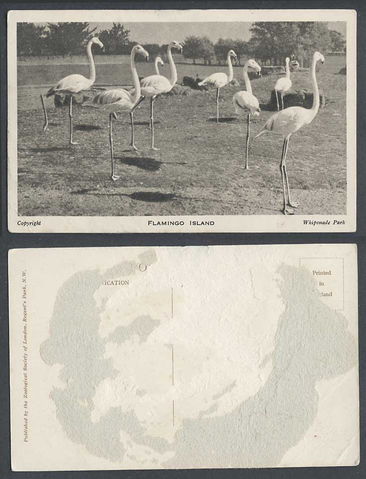 Flamingo Island Bird Flamingoes Birds Whipsnade Park Zoological Zoo Old Postcard
