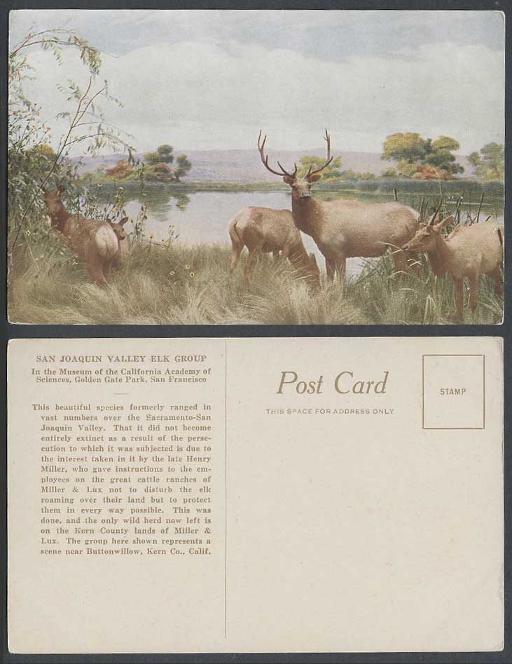 San Joaquin Valley Elk Group, Deer Stag Animals Artist Drawn Old Colour Postcard