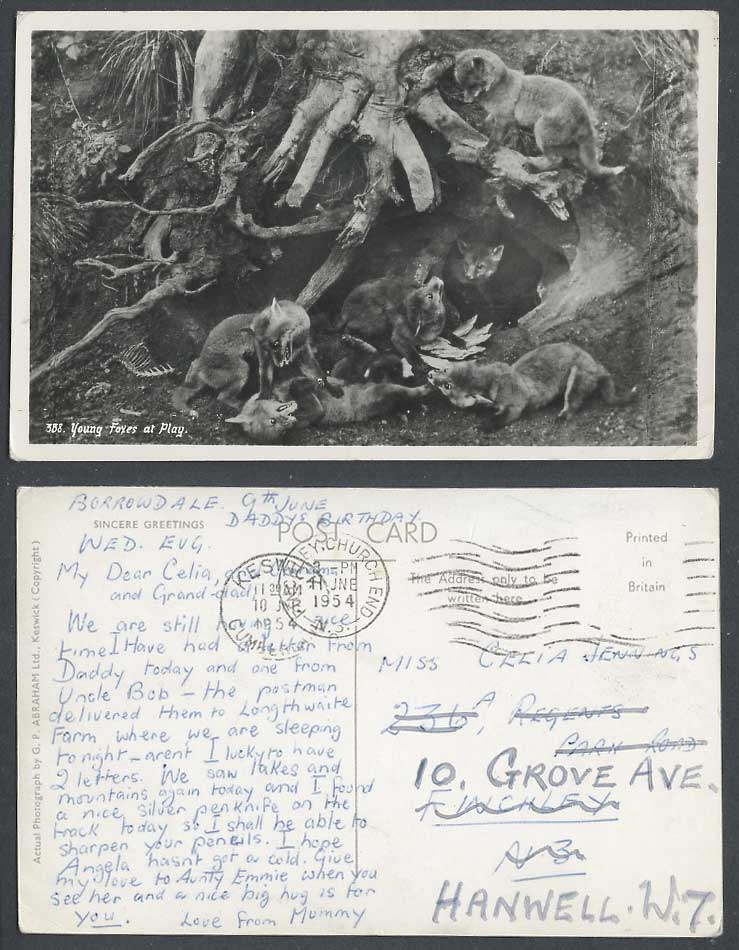 FOX Animal Young Foxes at Play Tree Cave Animal 1954 Old Real Photo Postcard 388