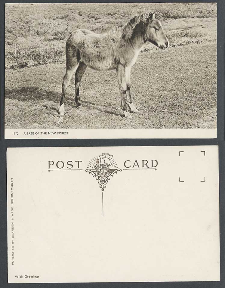 Horse Pony A Babe of The New Forest Hampshire Animal Old Postcard Dearden & Wade