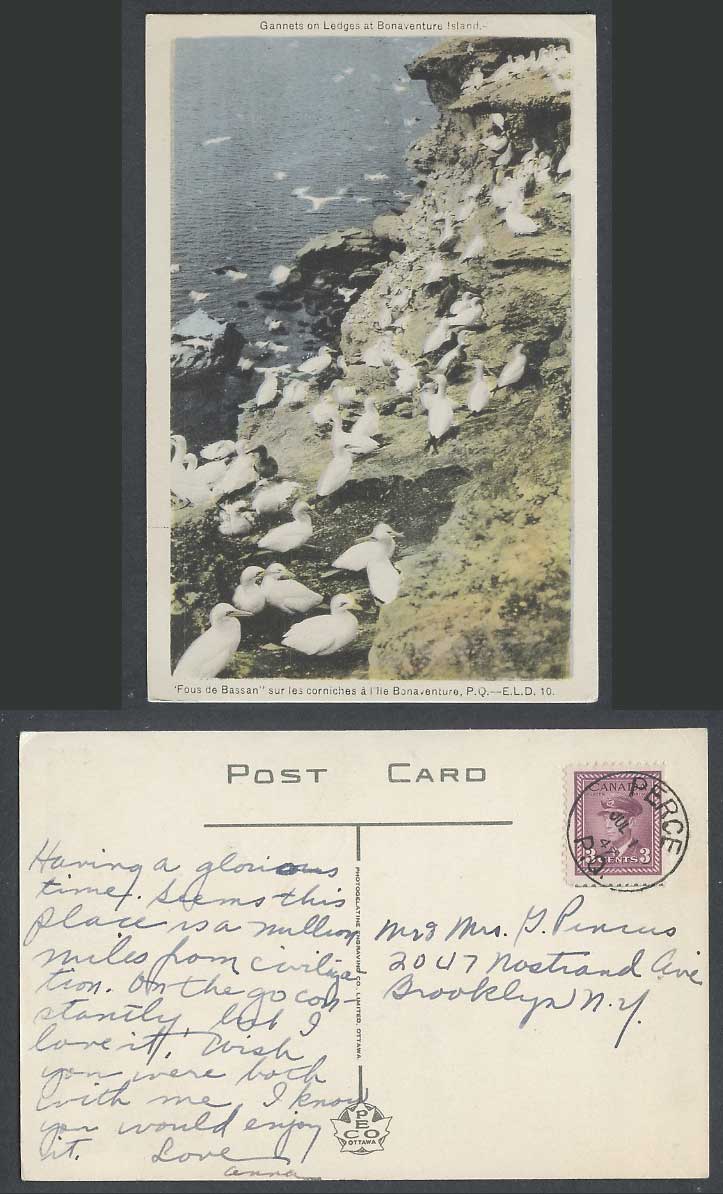 Canada KG6 3c 1947 Old Postcard Bonaventure Island Gannets Birds on Ledges Rocks