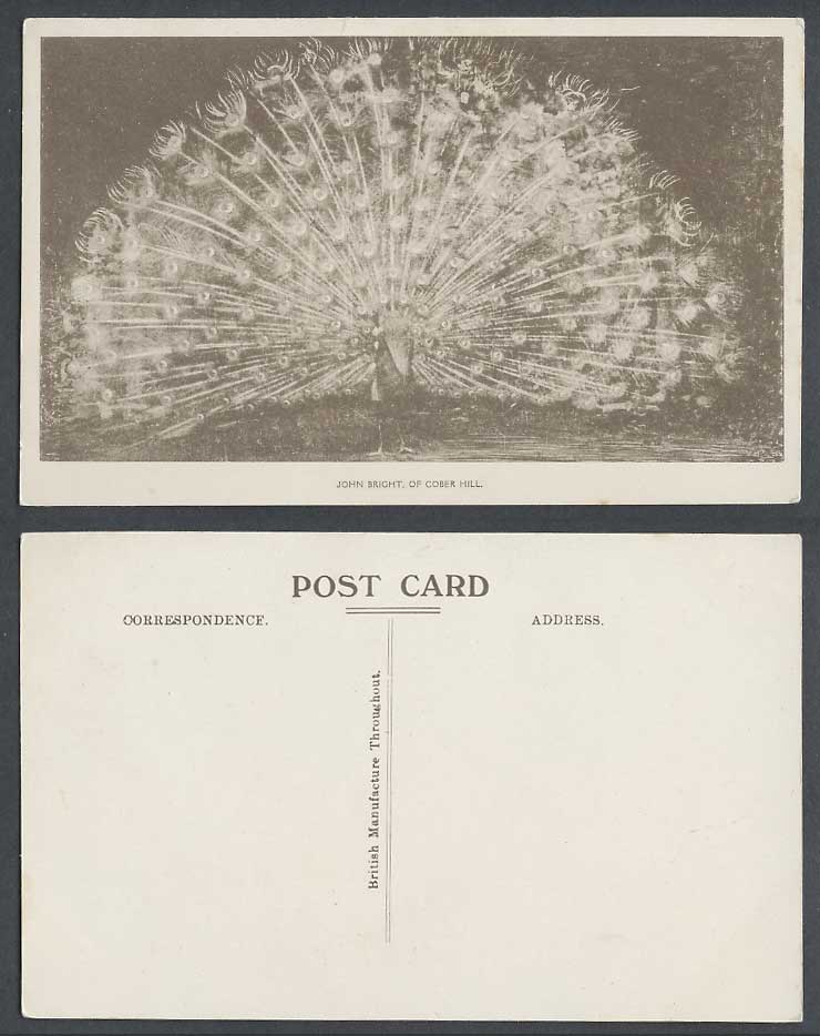 Peacock Bird flaunts Feathers John Bright of Cober Hill Scarborough Old Postcard