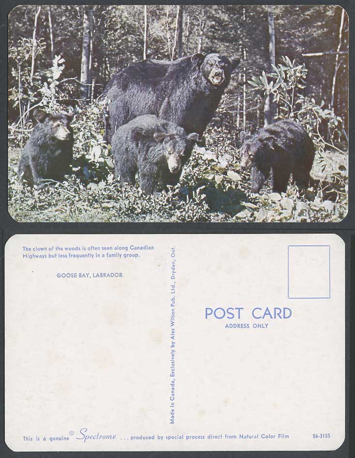 Black Bear Family Bears Cubs Canada Canadian Animals Goose Bay Labrador Postcard