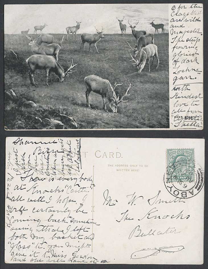 Deer Study Stag Reindeer Animals Grazing, 1/2d Aboyne Postmark 1903 Old Postcard