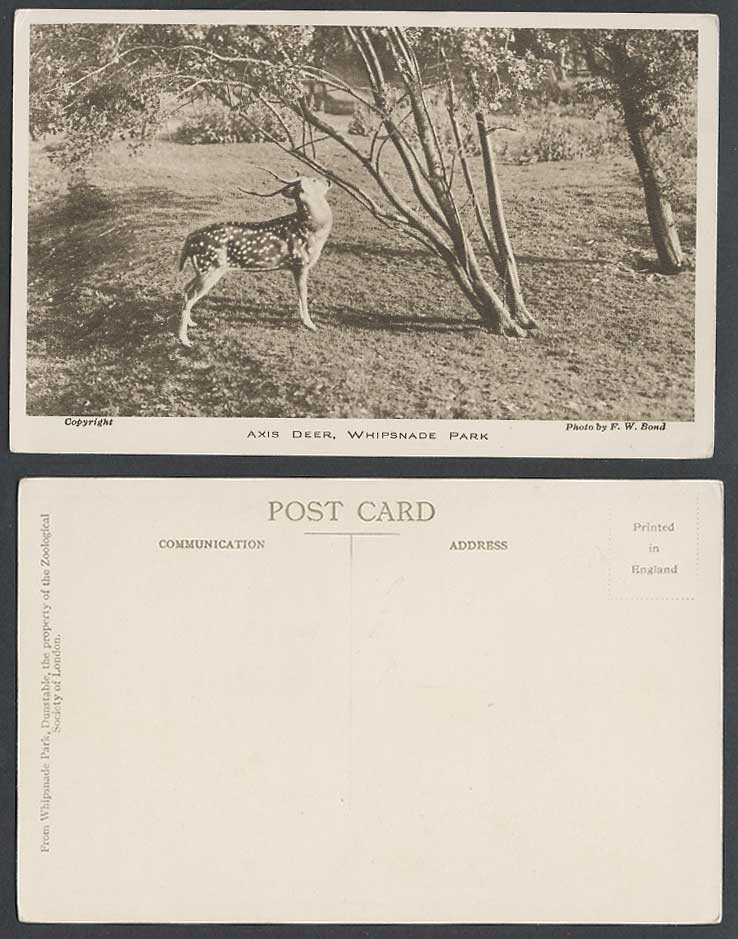 Chital Spotted AXIS DEER Zoo Animal Whipsnade Park Photo by FW Bond Old Postcard