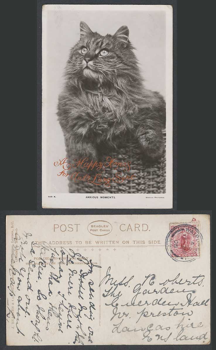 Cat Kitten Anxious Moments Happy Xmas for Auld Lang Syne NZ 1d 1908 Old Postcard